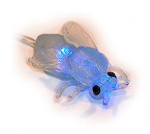 Bild Blue Fly