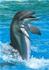 Delfin