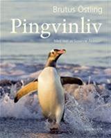 Bild Pingvinliv , Av: Östling, Brutus  