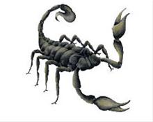 Bild Scorpion - CarTattoo