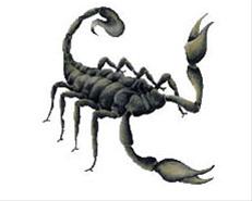 Bild Scorpion - CarTattoo