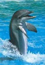 Bild Delfin