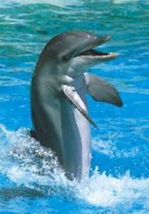 Bild Delfin