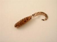 Bild Jigg Curly Tail 7 cm, pumkinseed