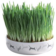 Bild Keramikskål med kattgräs - Ø 15 x 4 cm + 50 g frön till kattgräs