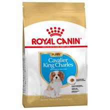 Bild Ekonomipack: 2 / 3 påsar Royal Canin Breed Puppy / Junior Cavalier King Charles Puppy (3 x 1,5 kg)