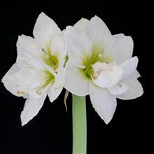 Bild Amaryllis 'White Nymph' 1st