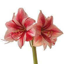 Bild Amarylls 'Gervase' 1st