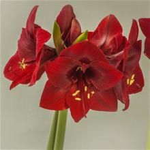 Bild Amaryllis 'Magnum' 1st
