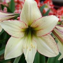 Bild Amaryllis 'Green Magic' 1st