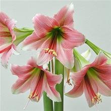 Bild Amaryllis 'Misty' 1st