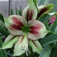 Bild Amaryllis 'Papilio' 1st