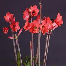 Bild Amaryllis 'Pink Garden'