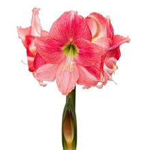 Bild Afrikansk Amaryllis 'Hollywood' 1st