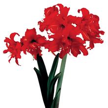 Bild Afrikansk Amaryllis 'Fanfare' 1st