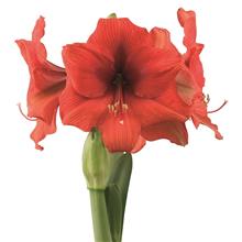 Bild Afrikansk Amaryllis 'Gold Medal' 1st
