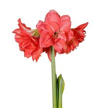 Bild Afrikansk Amaryllis 'Ballerina' 1st