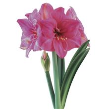 Bild Afrikansk Amaryllis 'Milady' 1st