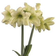 Bild Afrikansk Amaryllis 'Lemon Sorbet' 1st