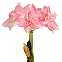 Bild Afrikansk Amaryllis 'Rozetta' 1st