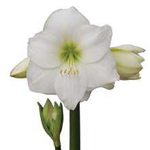 Bild Afrikansk Amaryllis 'Wedding Dance' 1st
