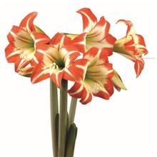 Bild Afrikansk Amaryllis 'Lucky Strike' 1st