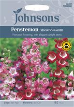 Bild Höstskäggört 'Sensation' mix, frö