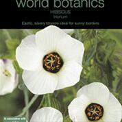 Bild Timvisare, frö