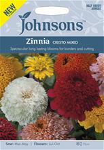 Bild Zinnia 'Cresto mix'