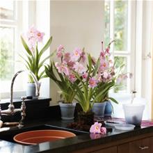 Bild Green basics orchid 17cm (transparent)