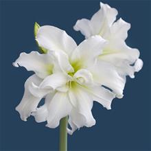 Bild Amaryllis 'Ice Queen' 1st