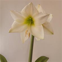 Bild Amaryllis 'Lemon Star' 1st