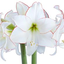 Bild Amaryllis 'Picotee' 1st