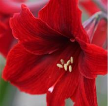Bild Amaryllis 'Rapido' 1st