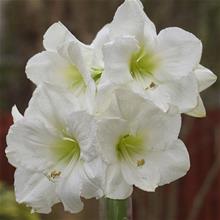 Bild Amaryllis 'Moscow' 1st