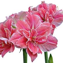 Bild Amaryllis 'Sweet Nymph' 1st