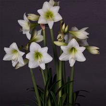 Bild Amaryllis 'White Garden' 3st