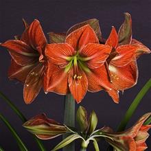 Bild Amaryllis 'Terra Cotta Star' 1st