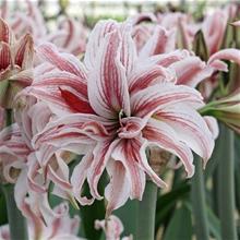 Bild Amaryllis 'Doublet' 1st