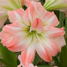 Bild Amaryllis 'Giant Amadeus' 1st