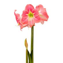 Bild Afrikansk Amaryllis 'Amalfi' 1st
