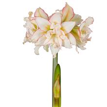 Bild Afrikansk Amaryllis 'Harlequin' 1st