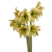 Bild Afrikansk Amaryllis 'Graffiti' 1st