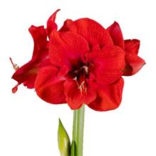 Bild Afrikansk Amaryllis 'Miracle' 1st