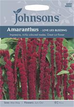 Bild Rävsvans (Amarant) 'Love Lies Bleeding', frö