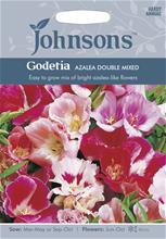 Bild Atlasblomma 'Azalea Double' mix, frö