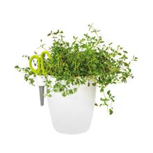 Bild Brussels Herbs Single Small, Vit