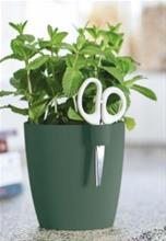 Bild Brussels Örter Single Small, Leaf Green