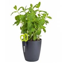 Bild Herbs single pot, antracite