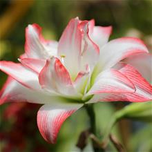 Bild Amaryllis 'Blossom Peacock Double' 1st